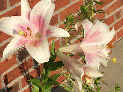 TK Digital Photography sample images